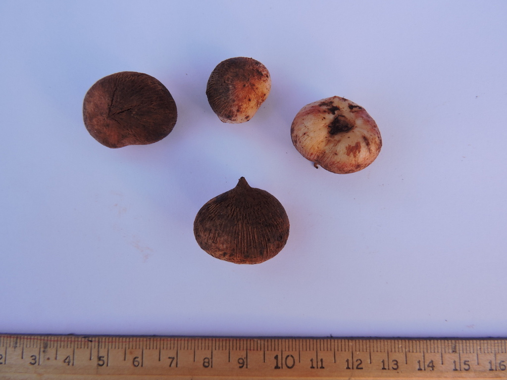 Savannosiphon euryphyllus