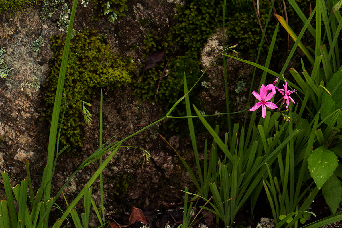 Freesia laxa subsp. laxa