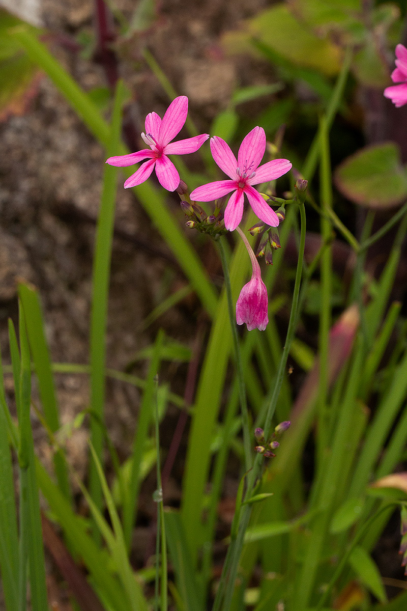 Freesia laxa subsp. laxa