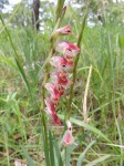 Gladiolus gregarius