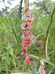 Gladiolus gregarius