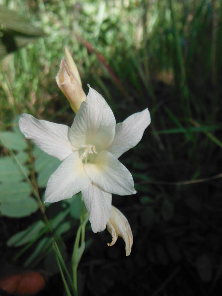 Gladiolus erectiflorus