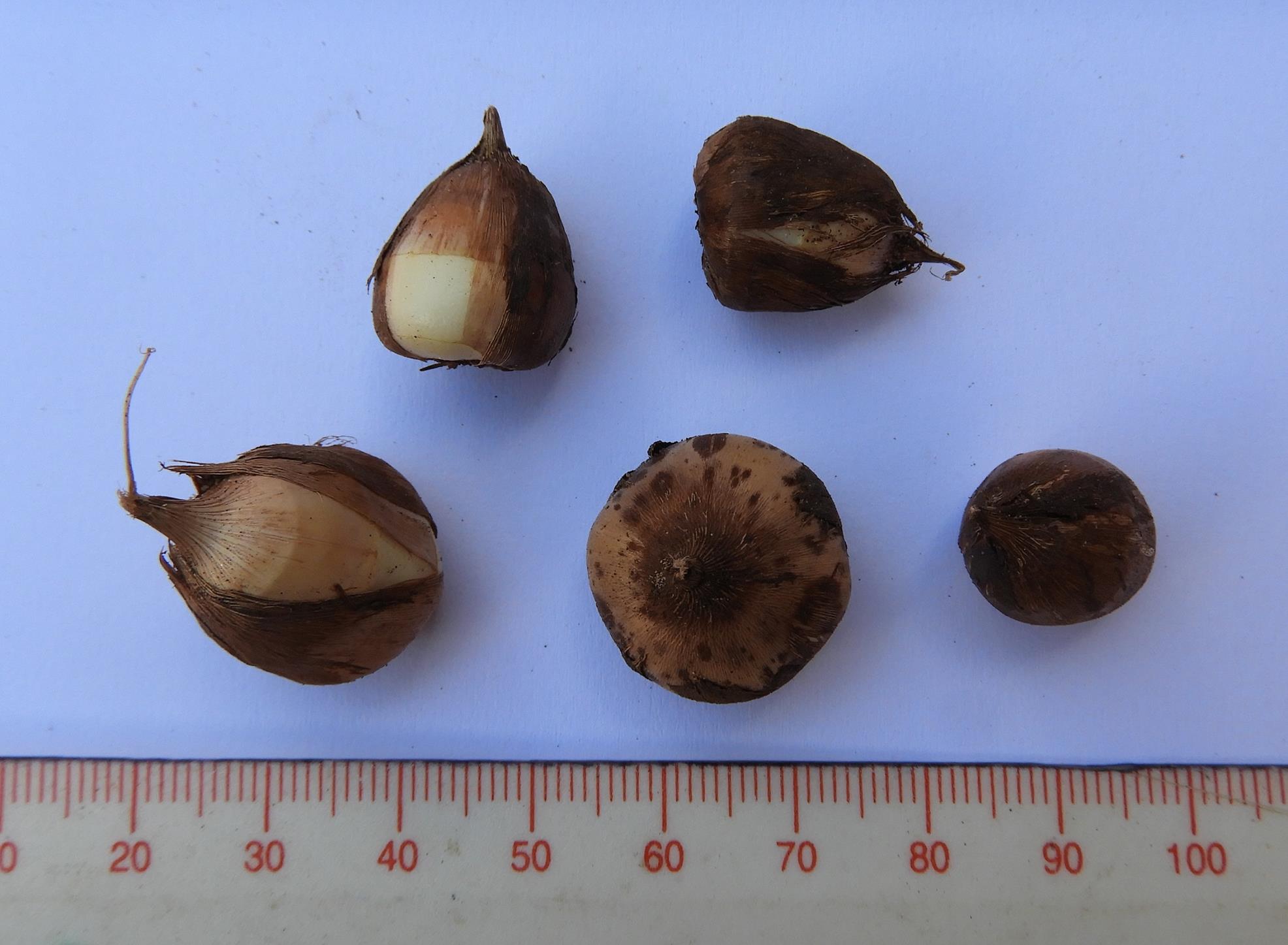 Gladiolus erectiflorus