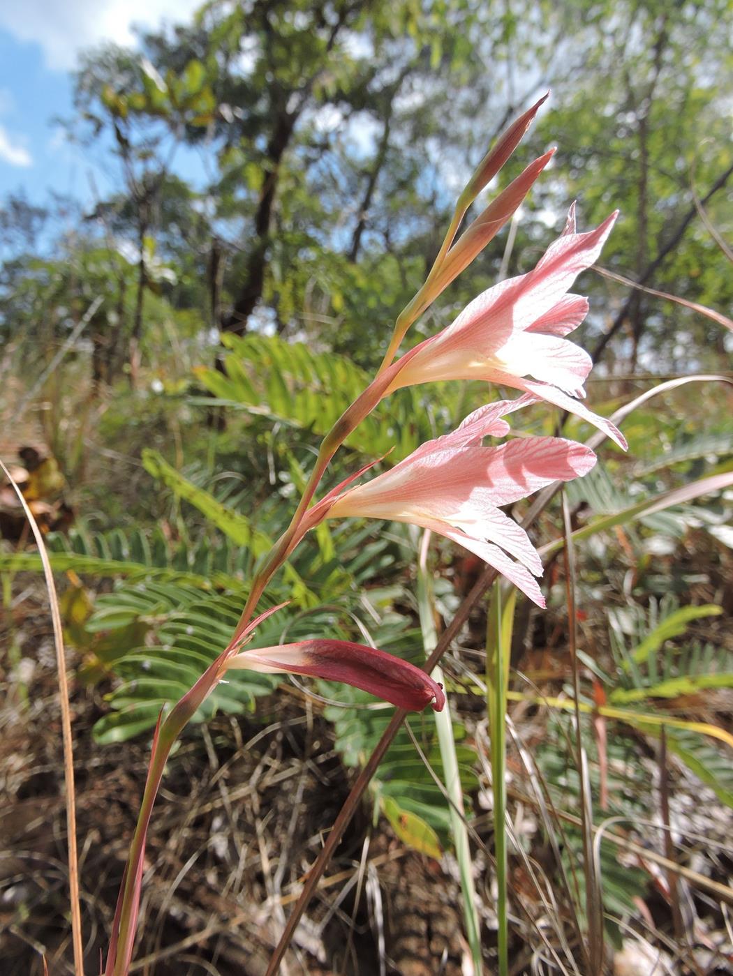 Gladiolus erectiflorus