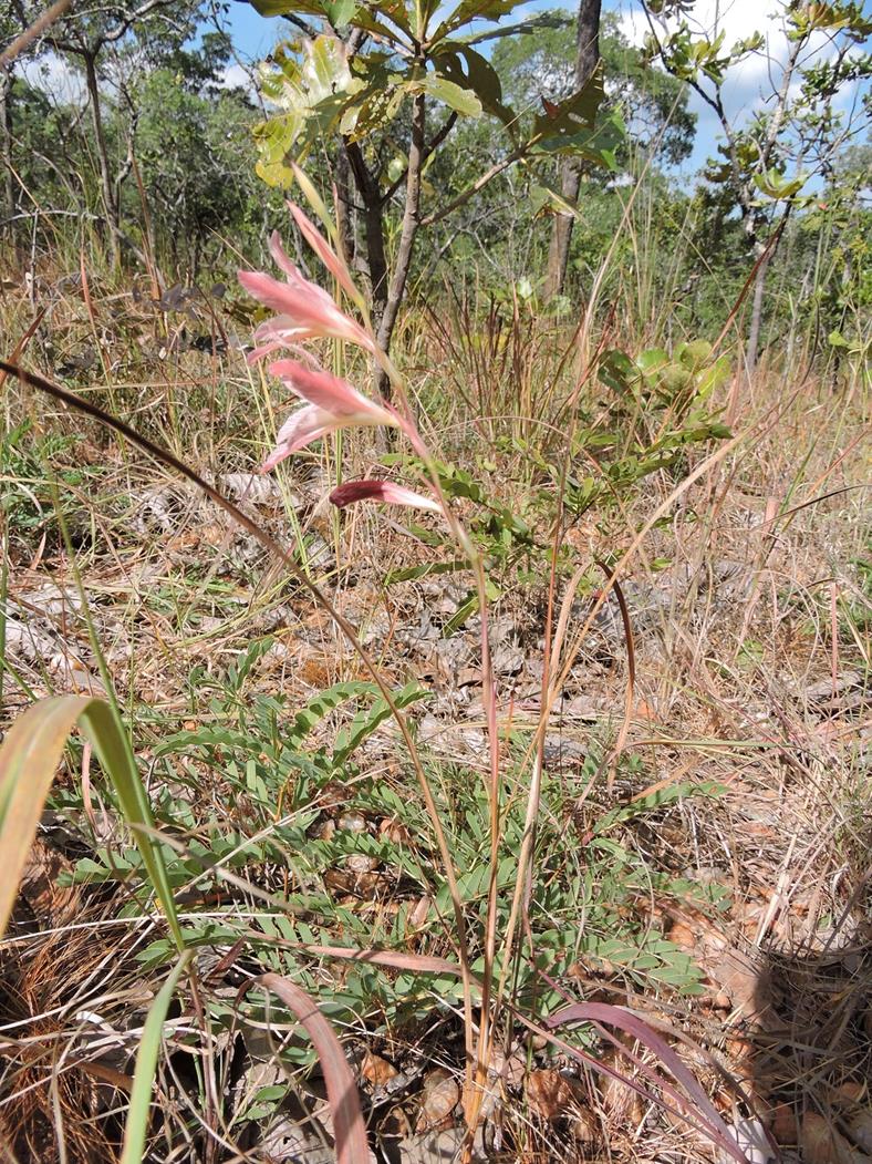 Gladiolus erectiflorus