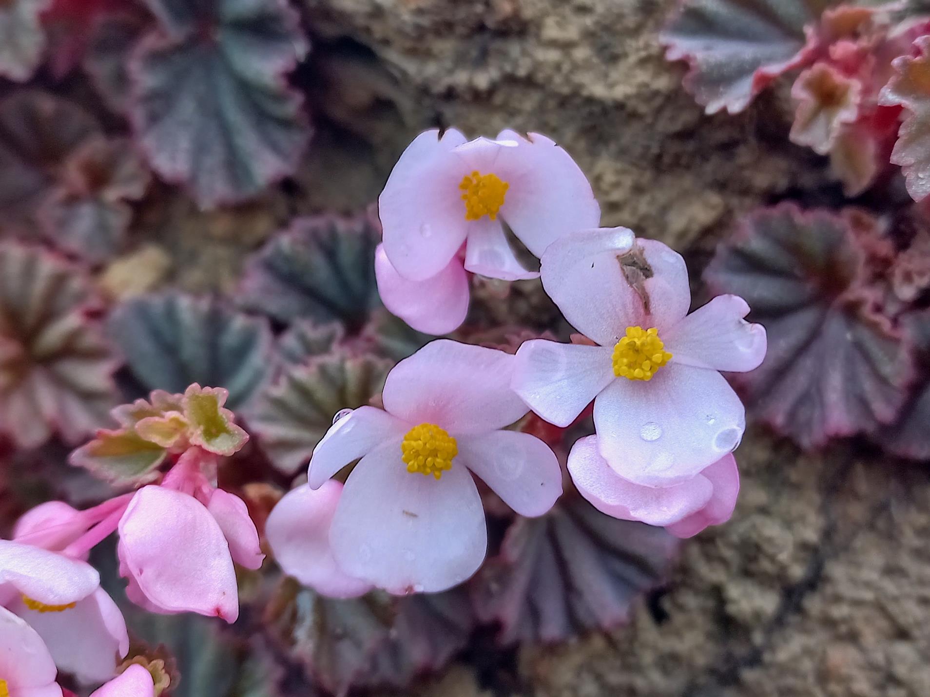 Begonia princeae