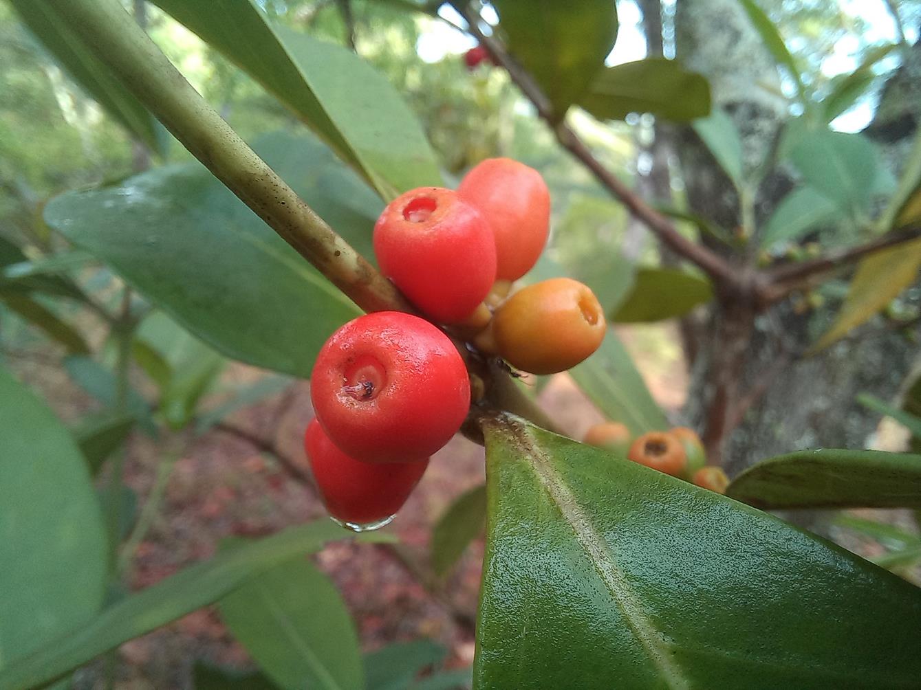 Tricalysia coriacea subsp. nyassae Tricalysia coriacea subsp. nyassae