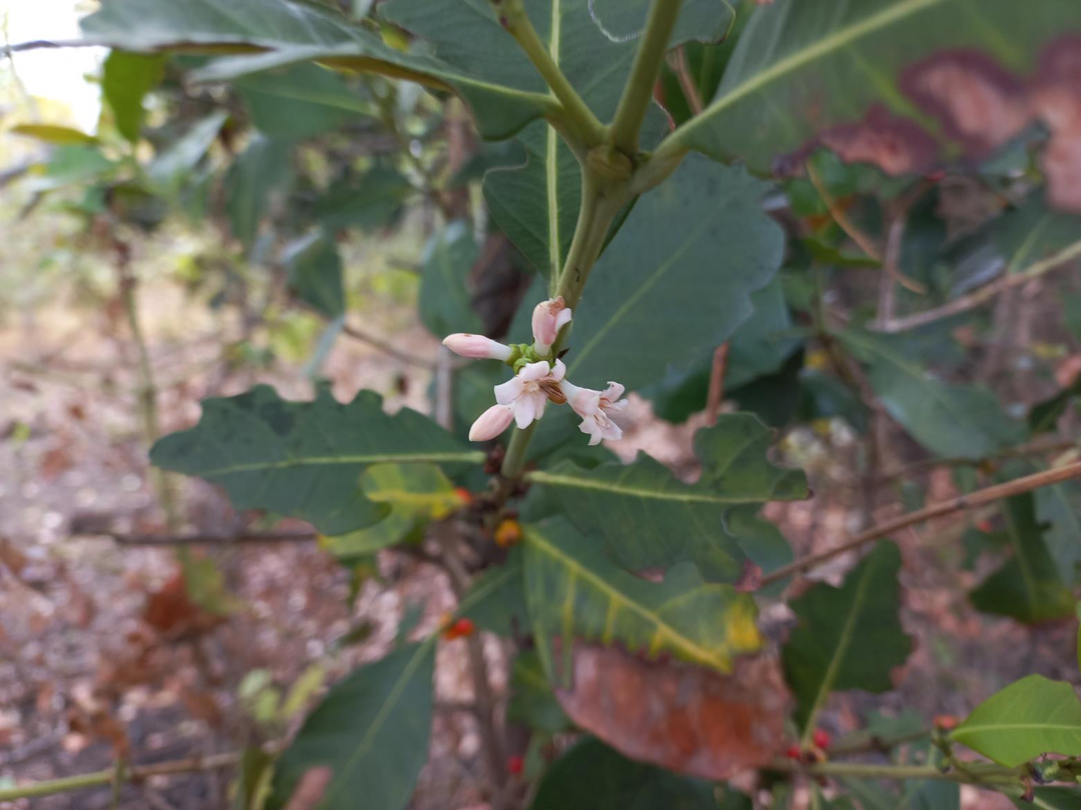 Tricalysia coriacea subsp. nyassae Tricalysia coriacea subsp. nyassae