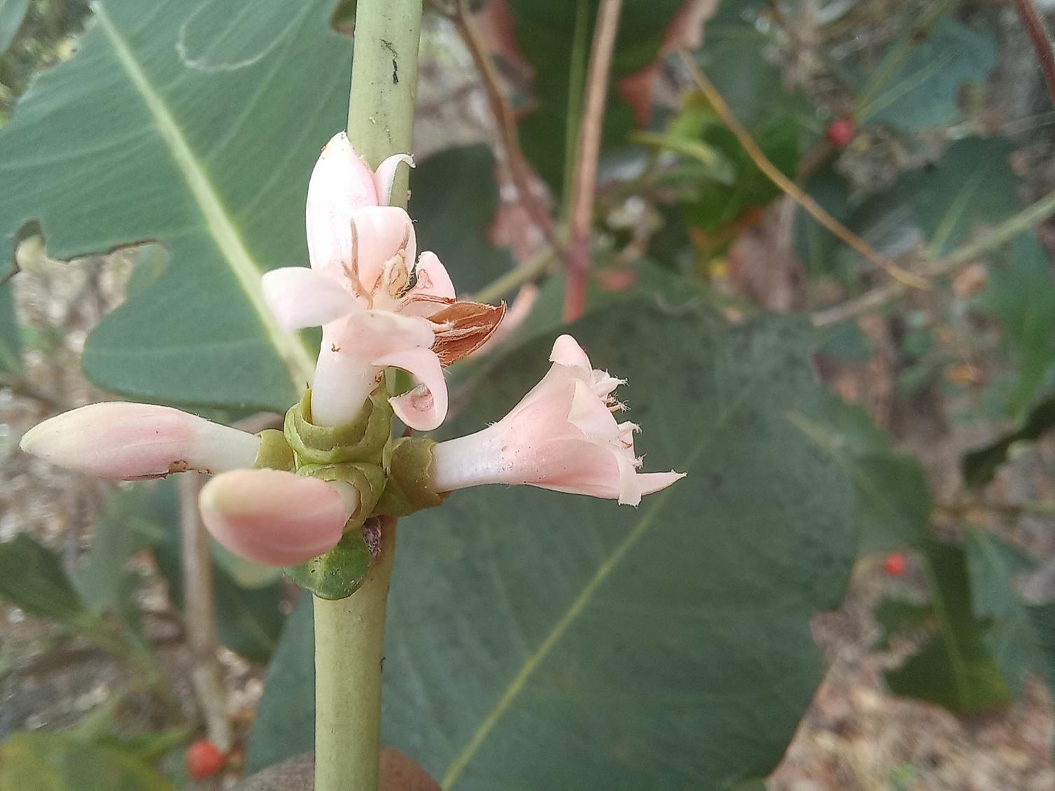 Tricalysia coriacea subsp. nyassae Tricalysia coriacea subsp. nyassae