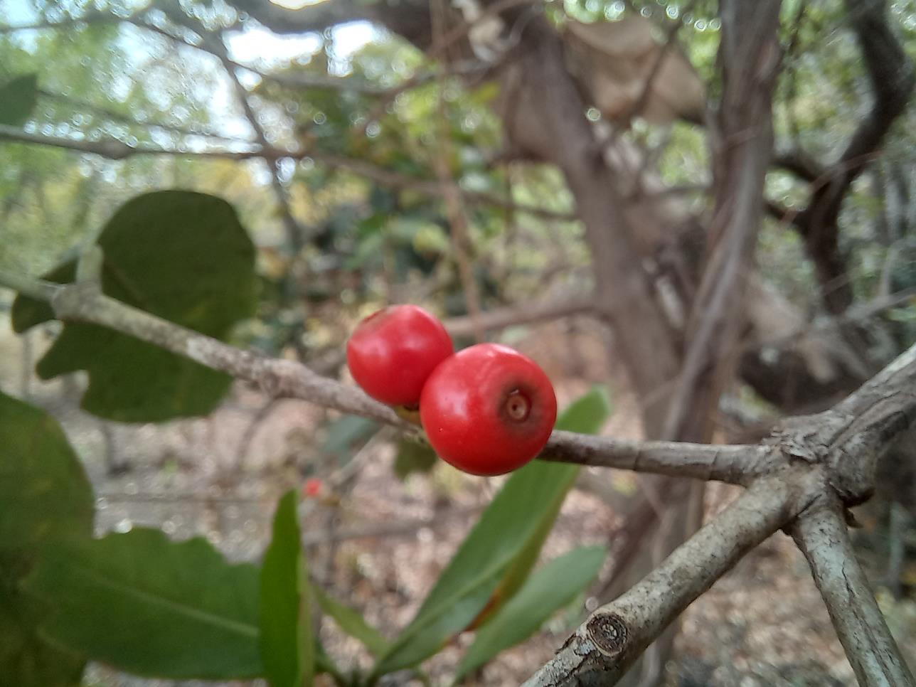 Tricalysia coriacea subsp. nyassae Tricalysia coriacea subsp. nyassae