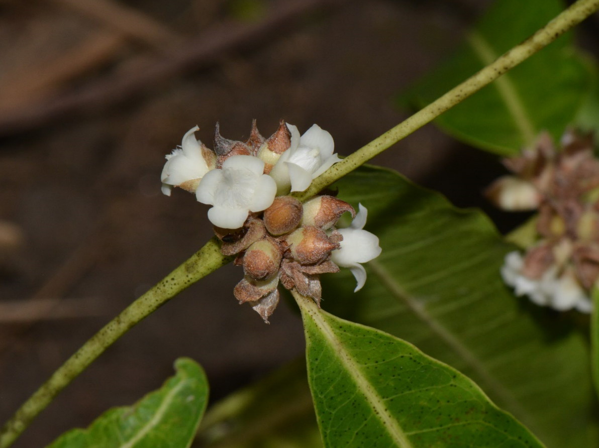 Polysphaeria dischistocalyx Polysphaeria dischistocalyx