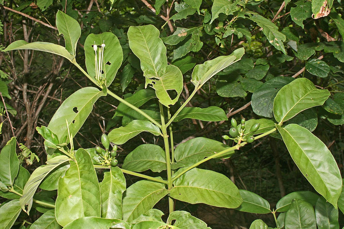 Oxyanthus latifolius Oxyanthus latifolius