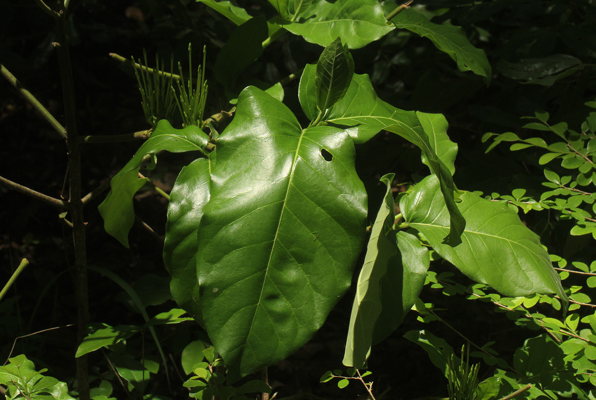 Oxyanthus latifolius Oxyanthus latifolius
