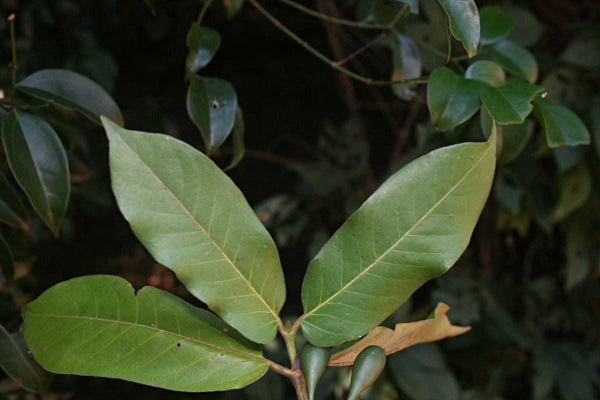 Oxyanthus latifolius Oxyanthus latifolius