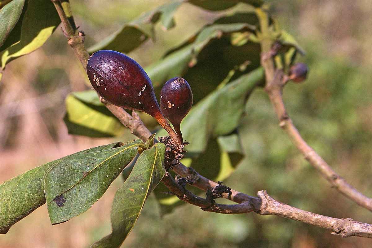 Oxyanthus latifolius Oxyanthus latifolius