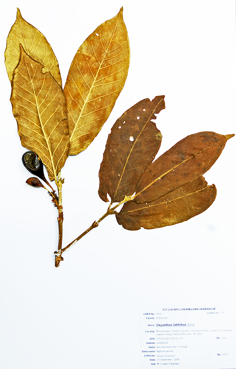 Oxyanthus latifolius Oxyanthus latifolius