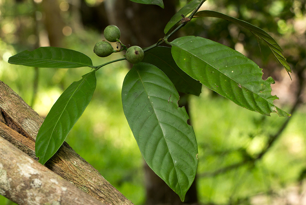Oxyanthus latifolius Oxyanthus latifolius