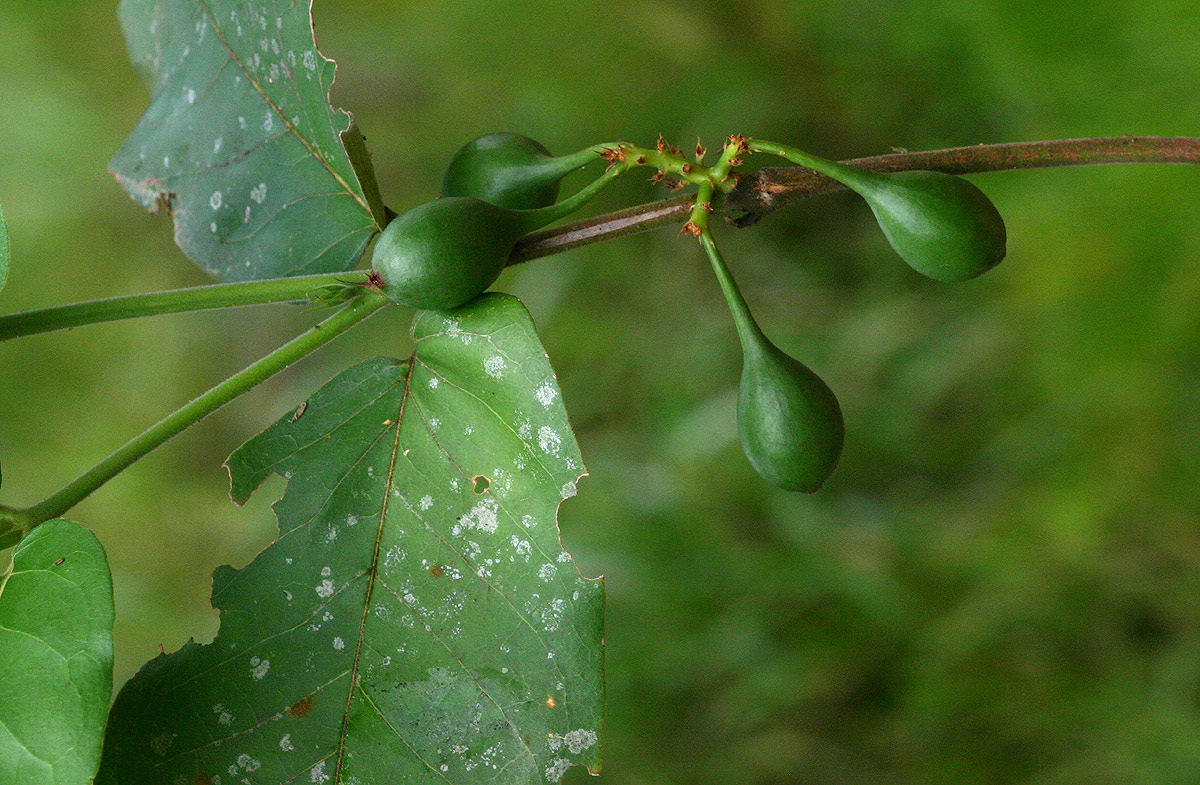 Oxyanthus latifolius Oxyanthus latifolius