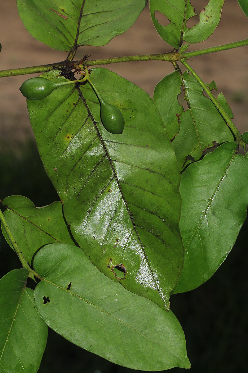 Oxyanthus latifolius Oxyanthus latifolius