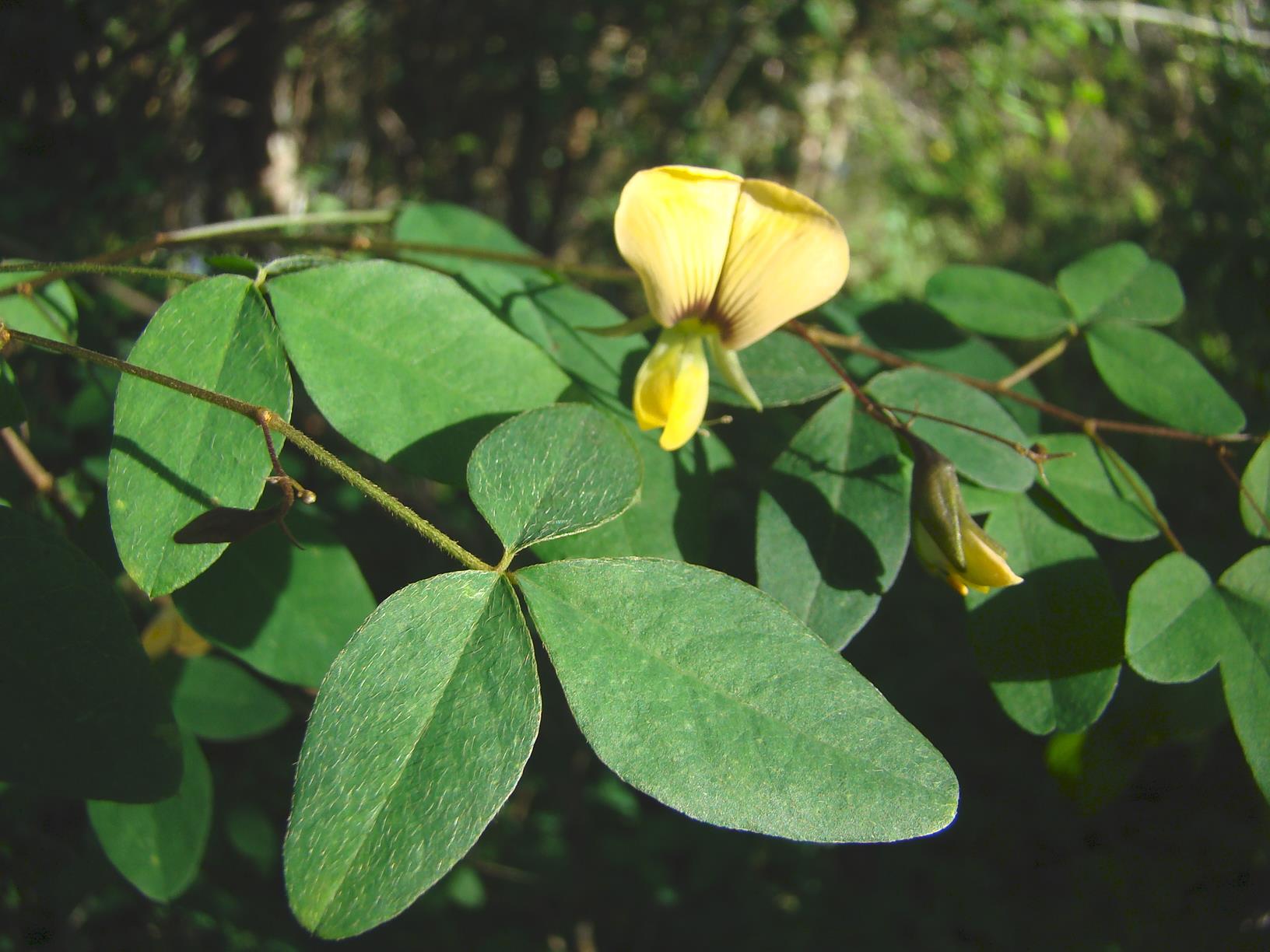 Crotalaria goetzei