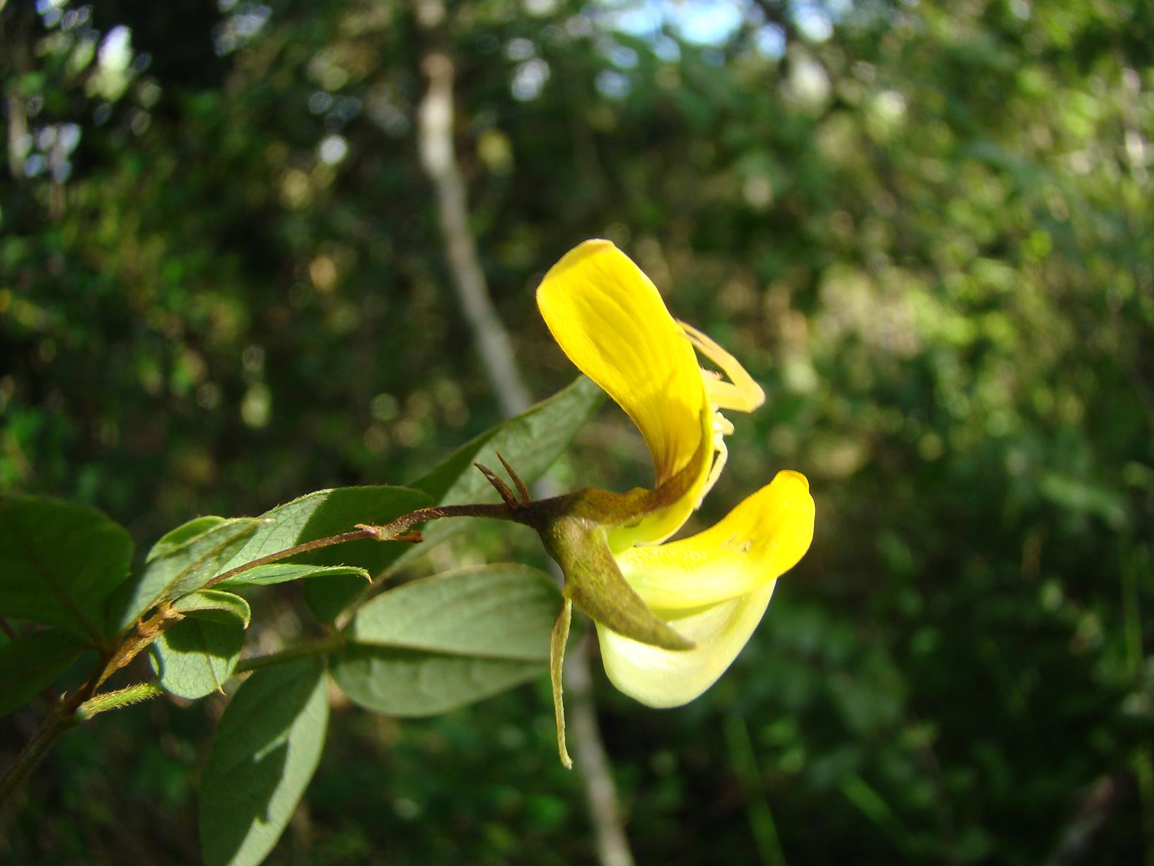 Crotalaria goetzei