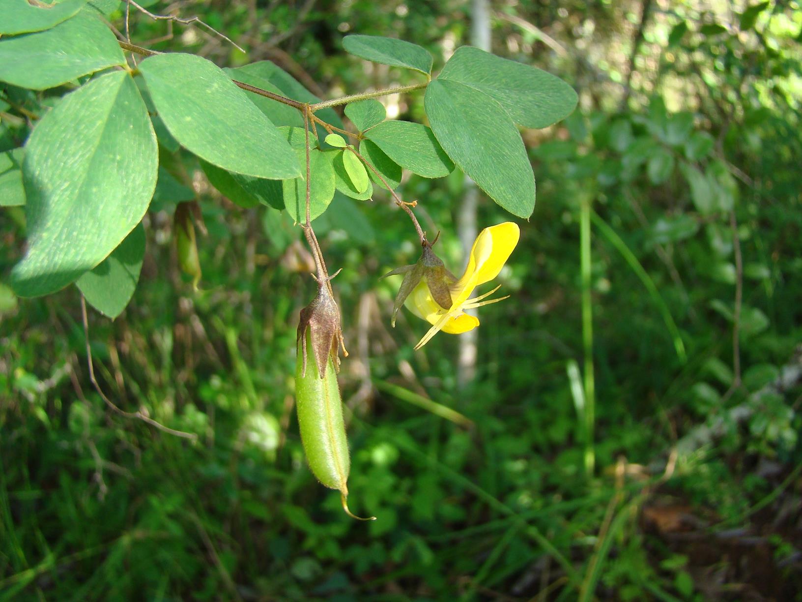 Crotalaria goetzei