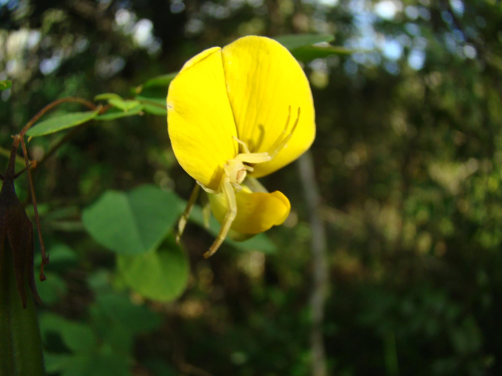 Crotalaria goetzei