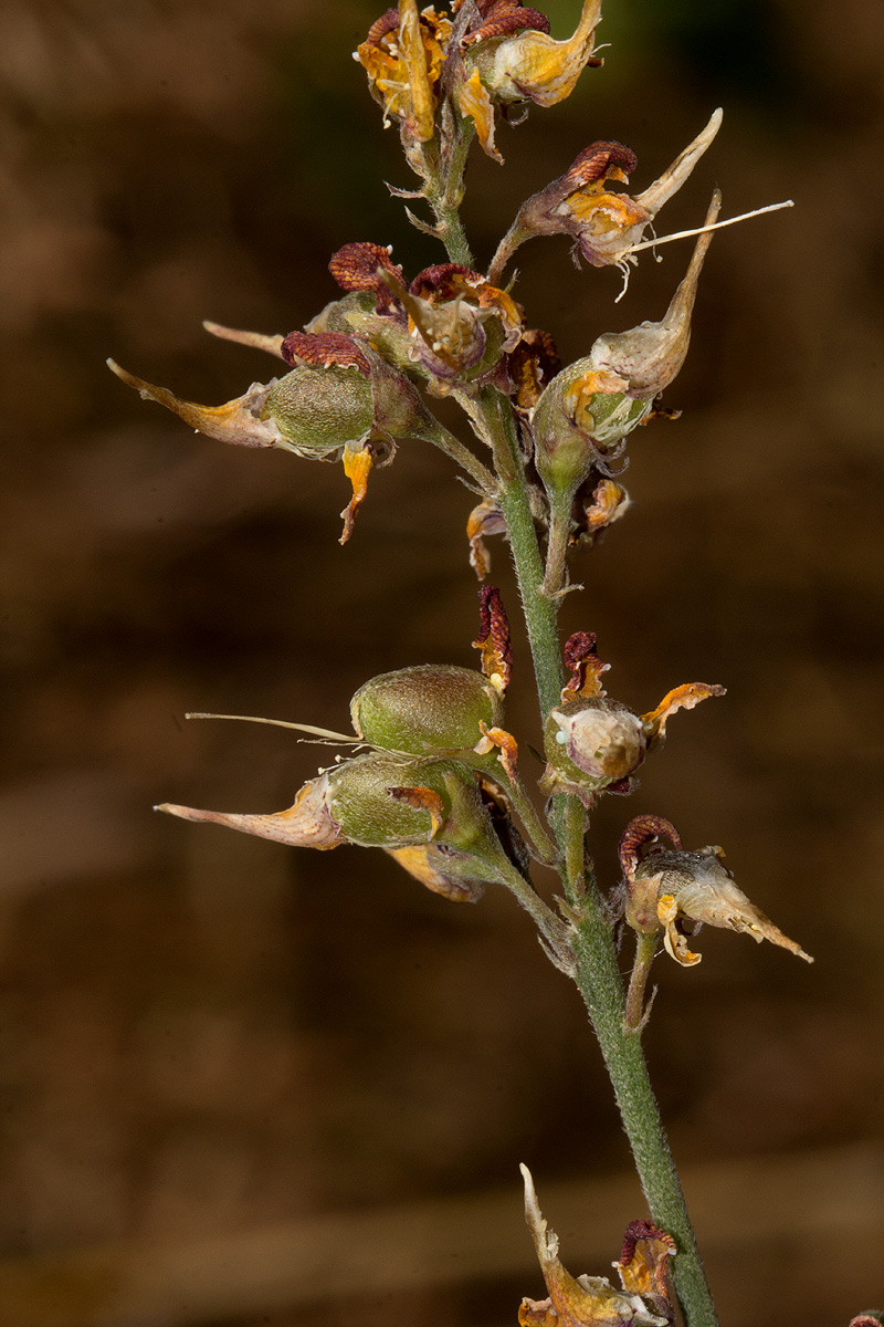 Crotalaria argyrolobioides