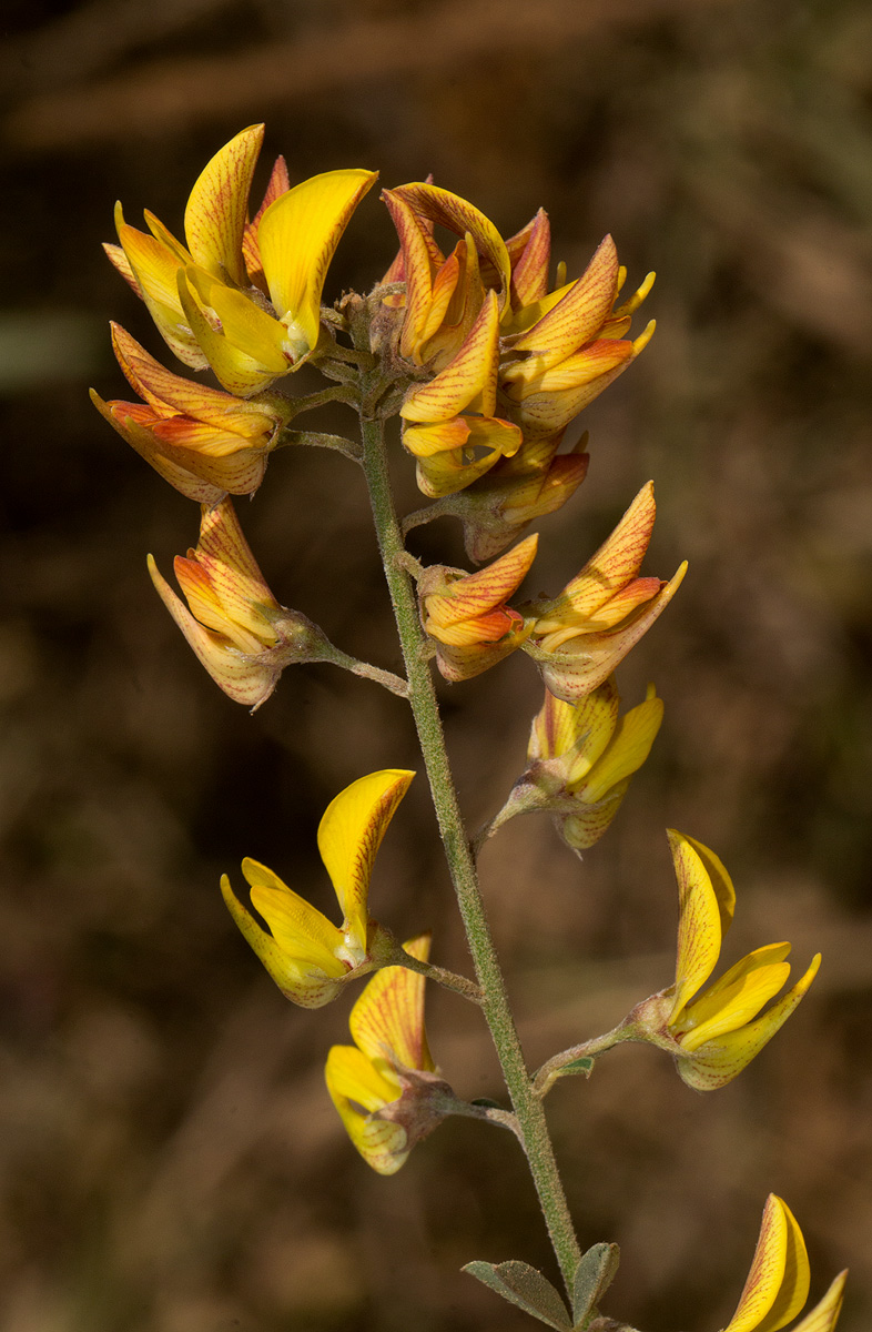 Crotalaria argyrolobioides