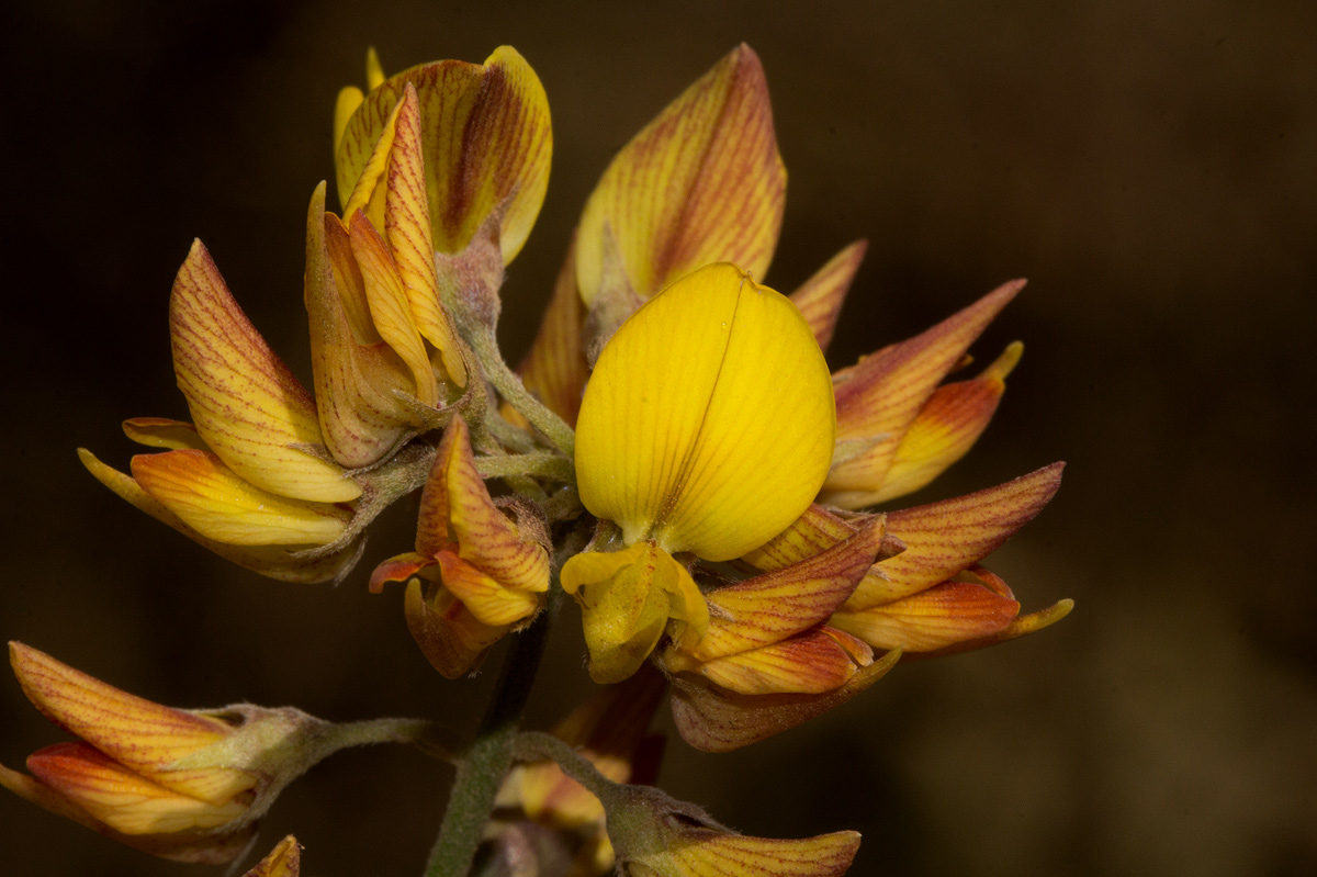 Crotalaria argyrolobioides