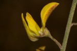 Crotalaria argyrolobioides