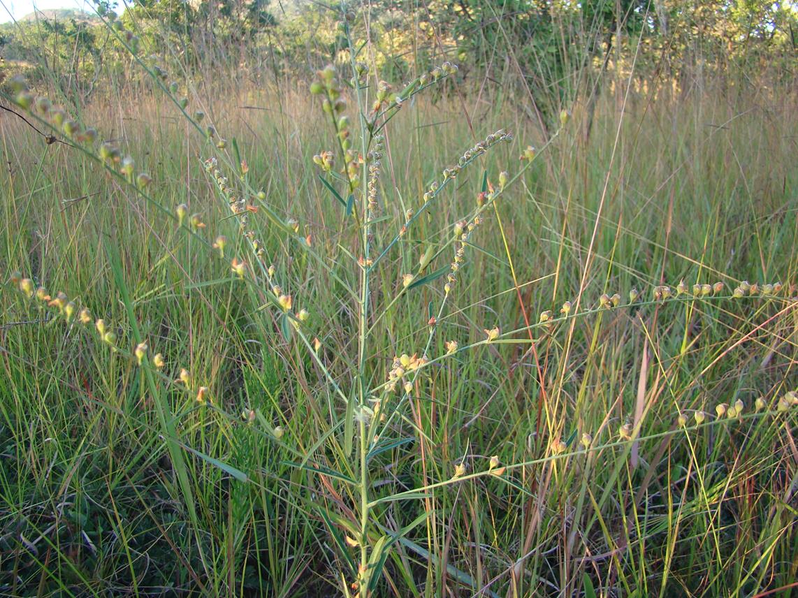 Crotalaria ringoetii