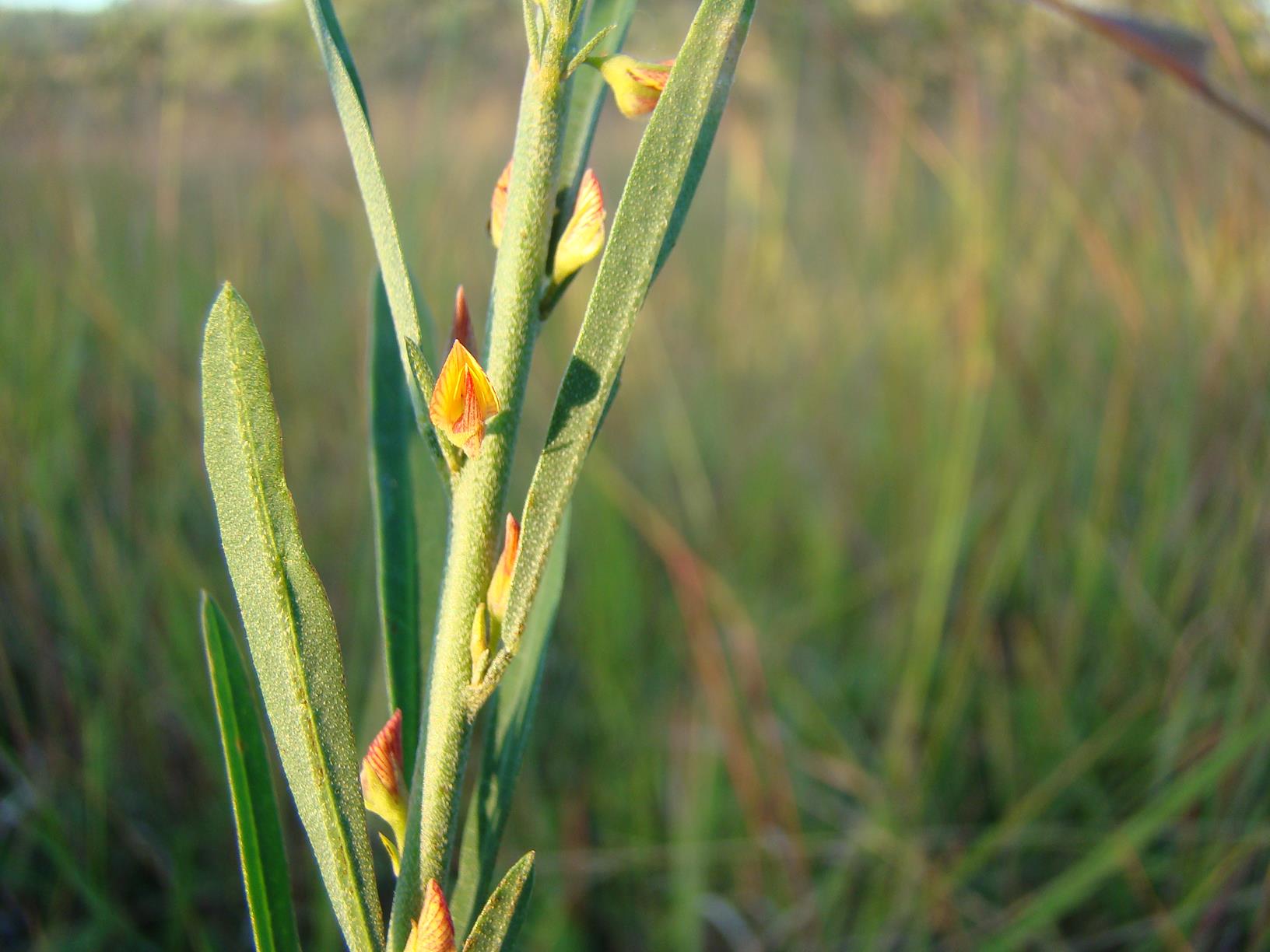 Crotalaria ringoetii