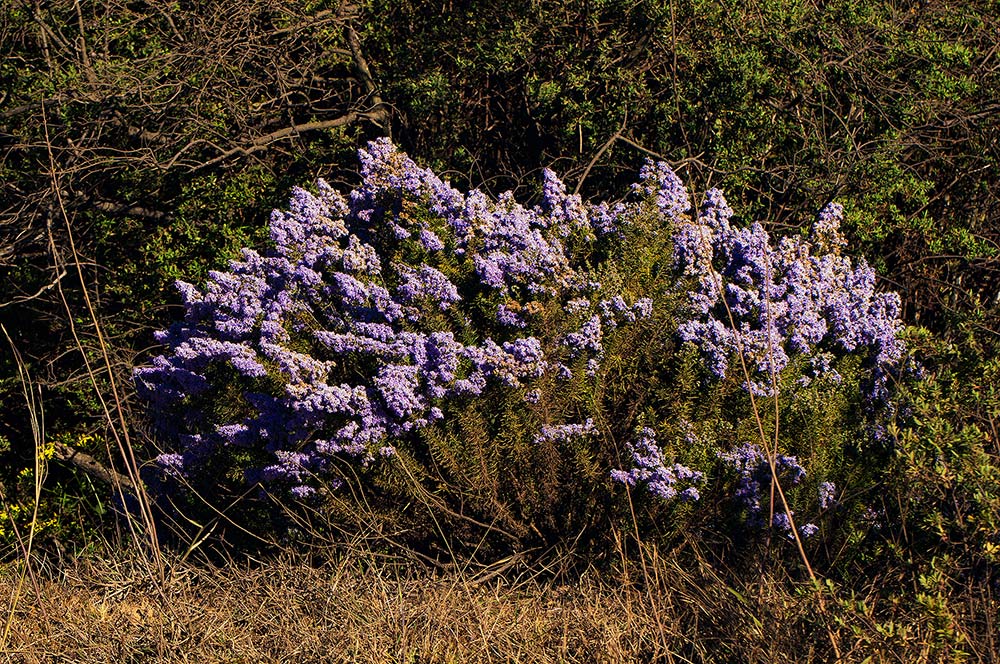 Selago thyrsoidea var. thyrsoidea