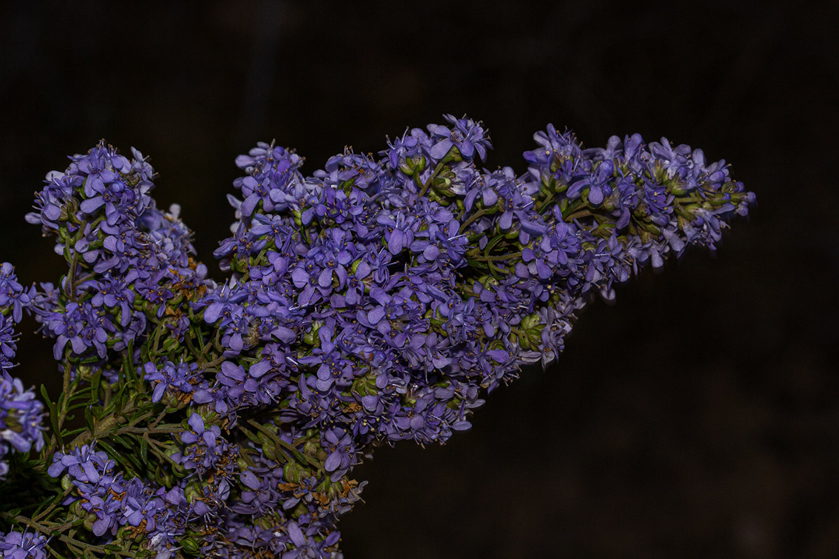 Selago thyrsoidea var. thyrsoidea