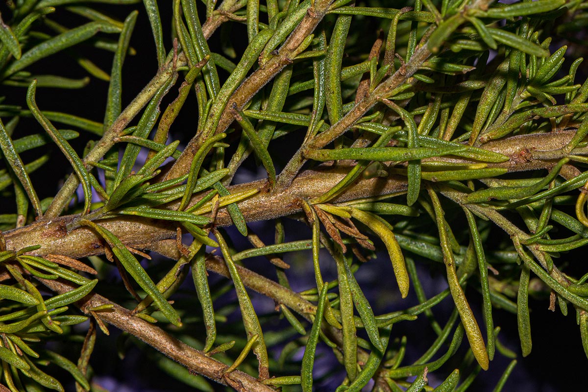 Selago thyrsoidea var. thyrsoidea