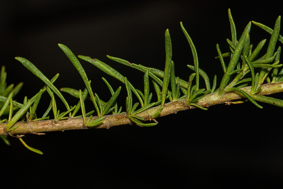 Selago thyrsoidea var. thyrsoidea