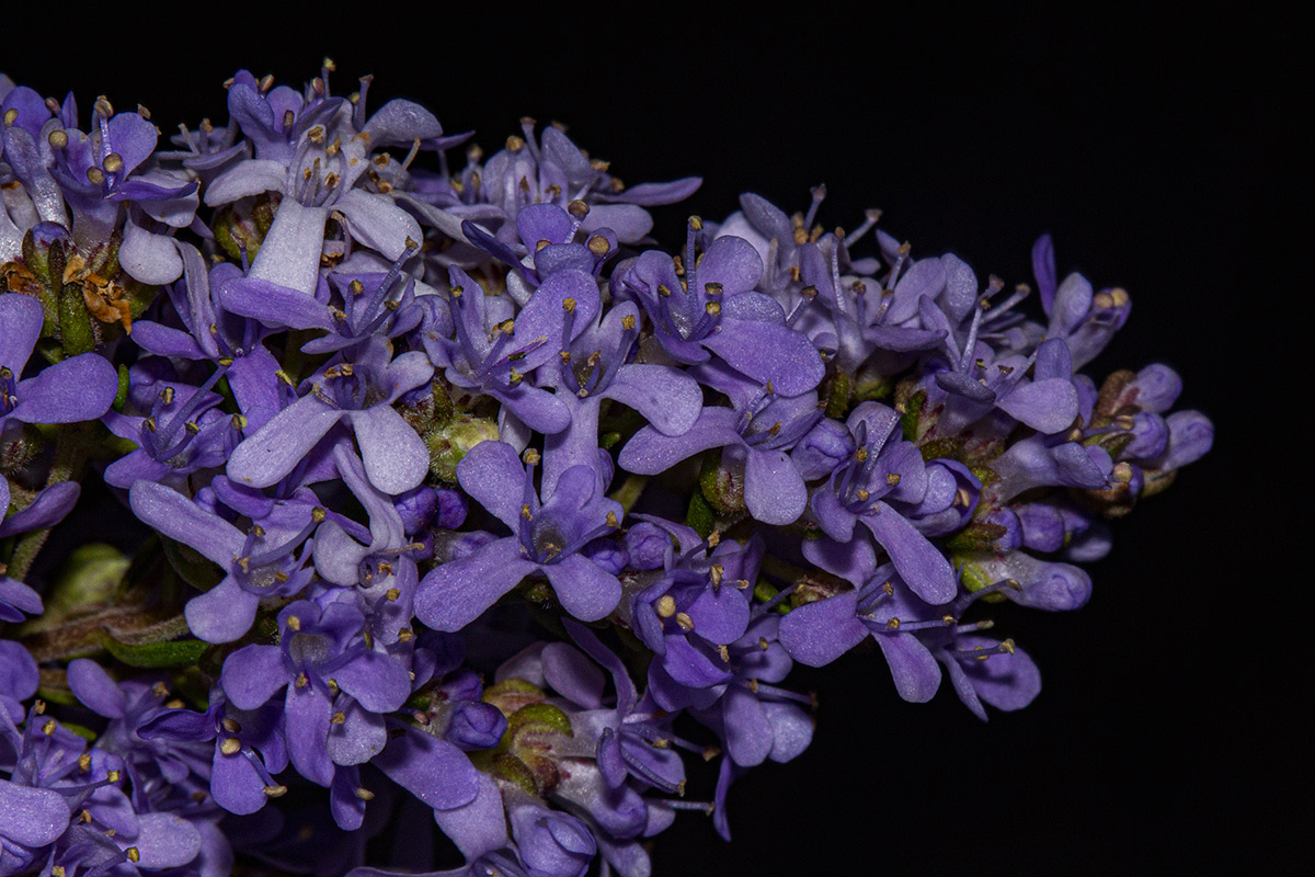 Selago thyrsoidea var. thyrsoidea Selago thyrsoidea var. thyrsoidea