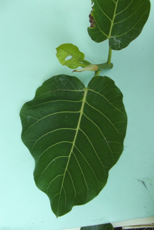 Ficus trichopoda Ficus trichopoda