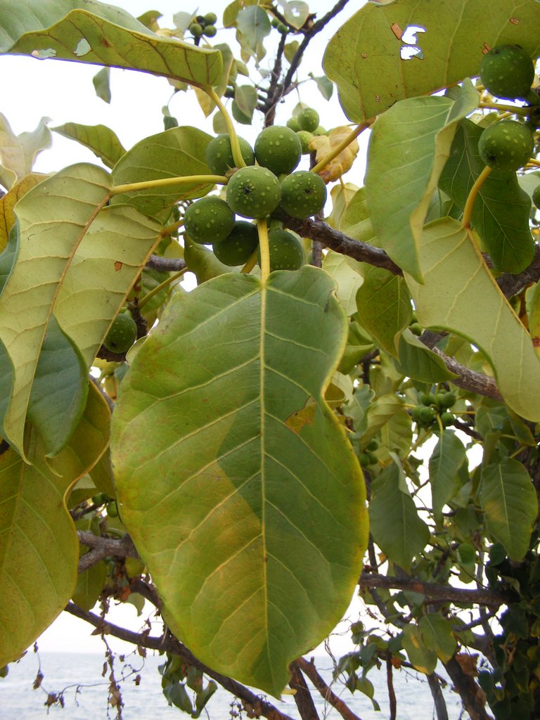 Ficus laurifolia