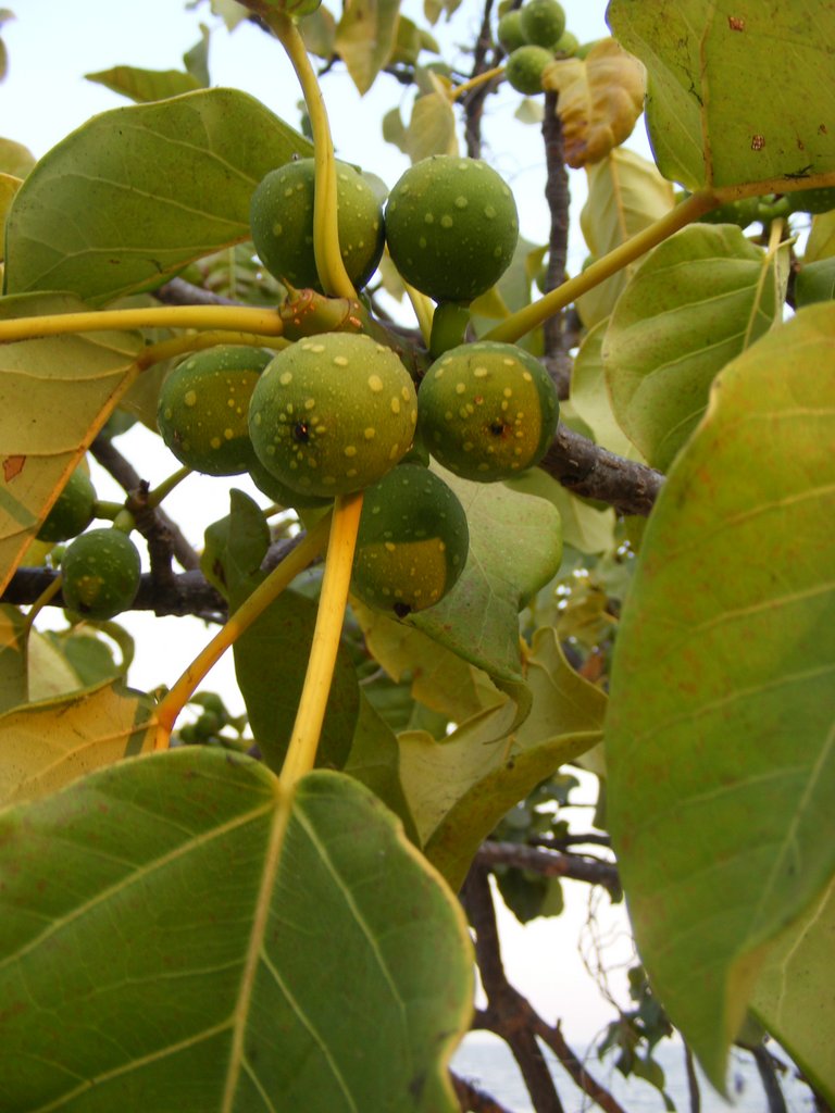 Ficus laurifolia