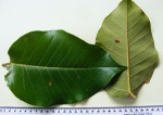 Ficus laurifolia