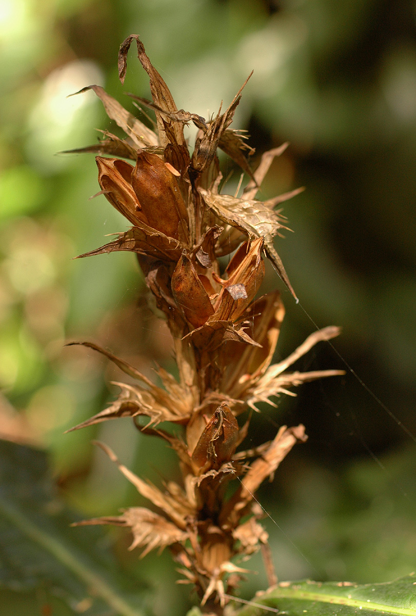 Acanthus ueleensis Acanthus ueleensis