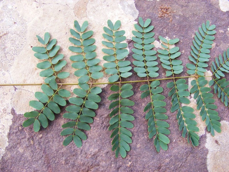 Albizia coriaria