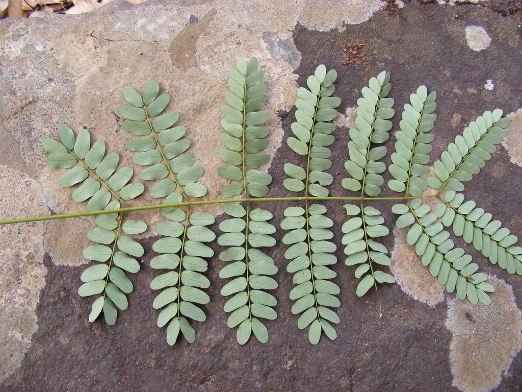 Albizia coriaria