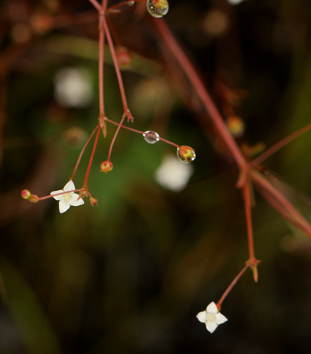 Oldenlandia herbacea Oldenlandia herbacea