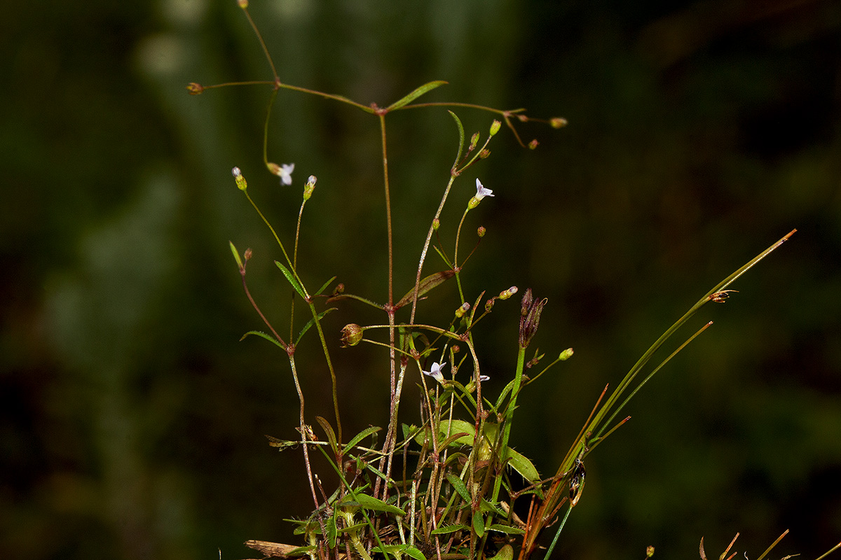 Oldenlandia herbacea Oldenlandia herbacea