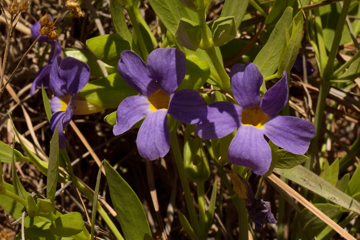 Thunbergia lancifolia