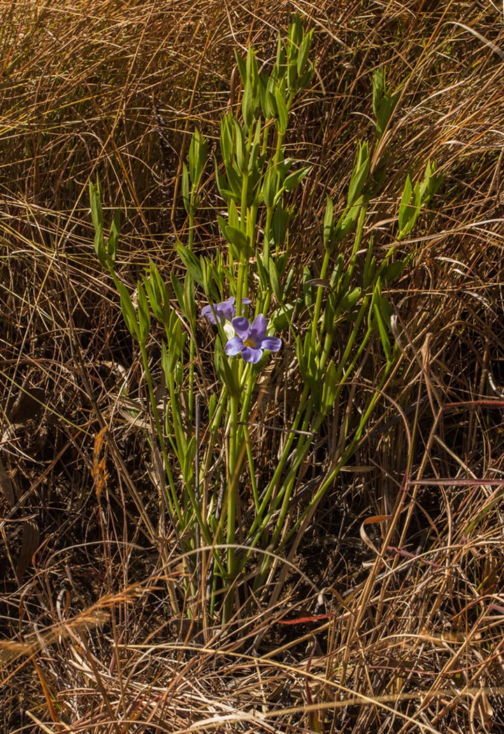 Thunbergia lancifolia