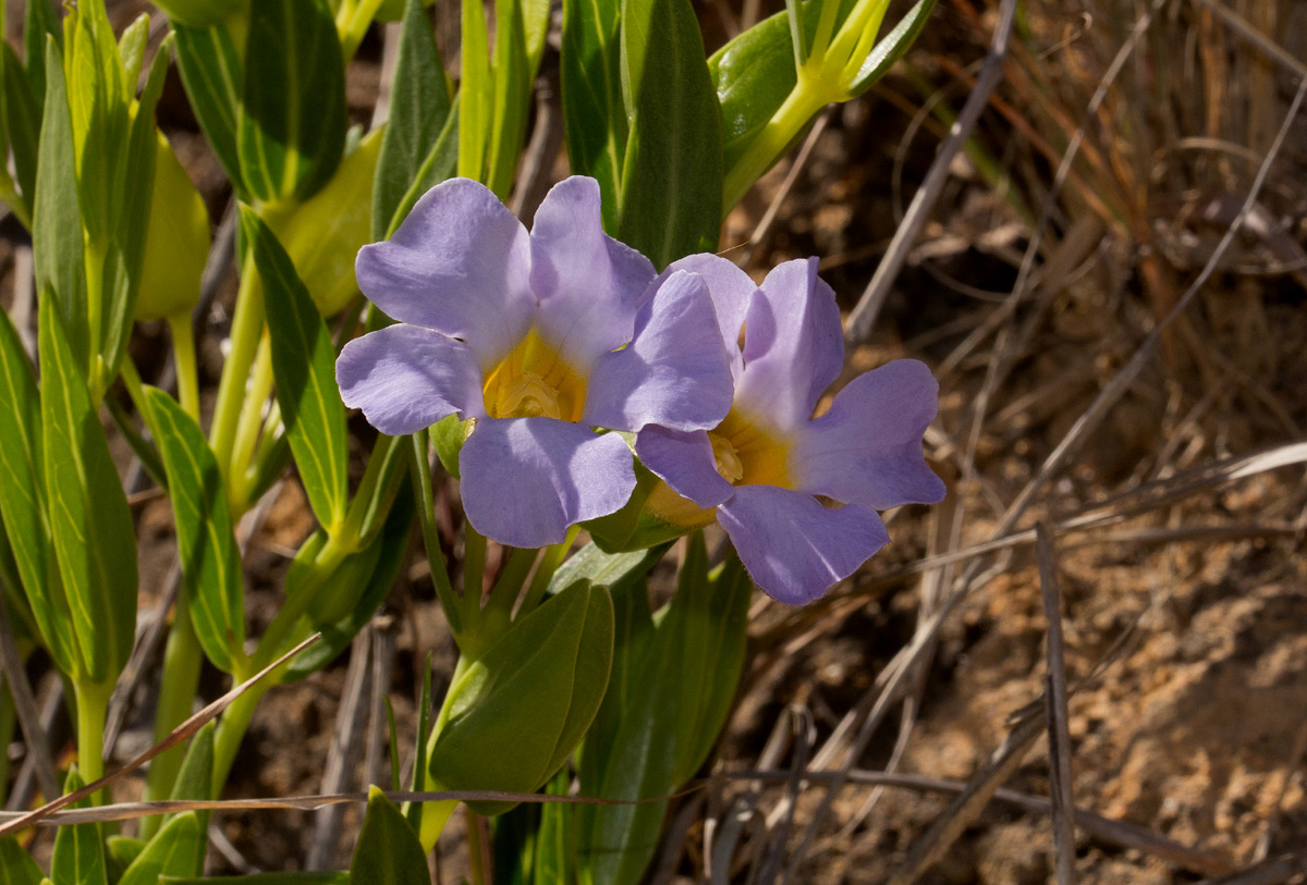 Thunbergia lancifolia